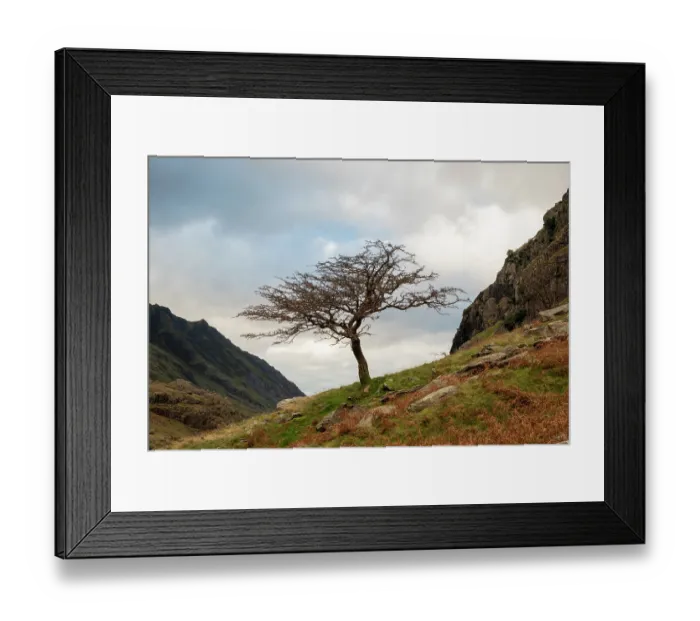 Framed Print : Hawthorn tree (Crataegus monogyna), Llanberis pass, Eryri National Park / Snowdonia, North Wales, UK. November Framed Print : Hawthorn tree (Crataegus monogyna), Llanberis pass, Eryri National Park / Snowdonia, North Wales, UK. November