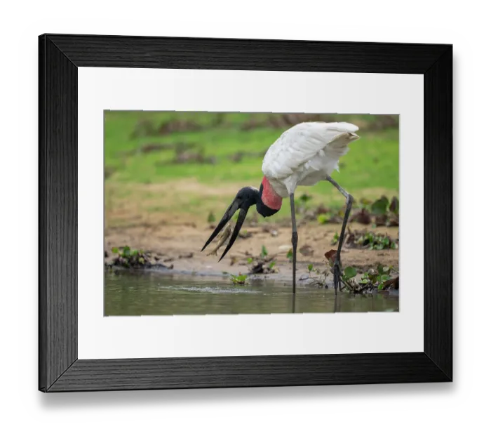 Framed Print : Jabiru stork (Jabiru mycteria) catching Southern sailfin (Pterygoplichthys anisitsi) prey in river, Rio Pixaim, Transpantaneira, Pantanal, Mato Grosso, Brazil