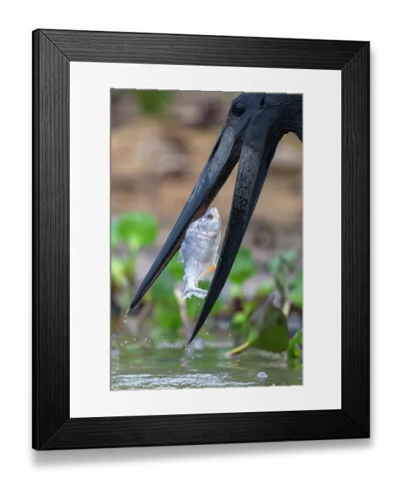 Framed Print : Jabiru stork (Jabiru mycteria) catching Spotted piranha (Serrasalmus marginatus) prey in river, Rio Pixaim, Transpantaneira, Pantanal, Mato Grosso, Brazil Framed Print : Jabiru stork (Jabiru mycteria) catching Spotted piranha (Serrasalmus marginatus) prey in river, Rio Pixaim, Transpantaneira, Pantanal, Mato Grosso, Brazil