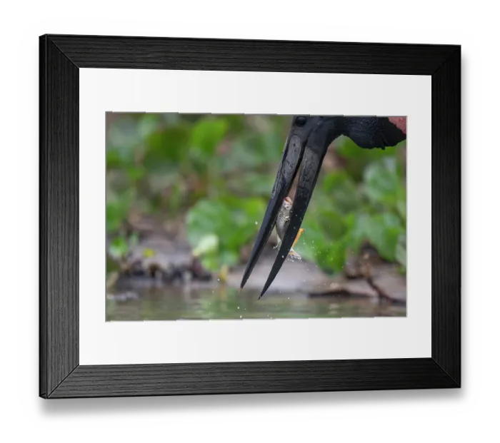 Framed Print : Jabiru stork (Jabiru mycteria) catching Red-bellied piranha (Pygocentrus nattereri) prey in river, Rio Pixaim, Transpantaneira, Pantanal, Mato Grosso, Brazil Framed Print : Jabiru stork (Jabiru mycteria) catching Red-bellied piranha (Pygocentrus nattereri) prey in river, Rio Pixaim, Transpantaneira, Pantanal, Mato Grosso, Brazil