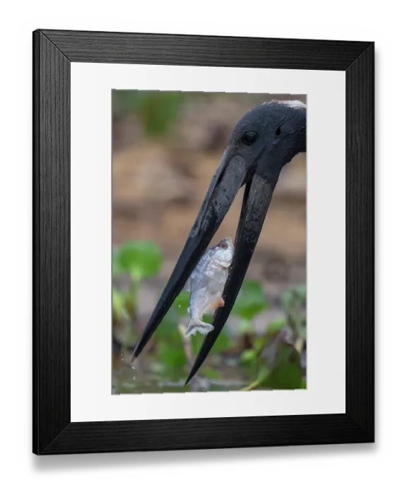 Framed Print : Jabiru stork (Jabiru mycteria) catching Spotted piranha (Serrasalmus marginatus) prey in river, Rio Pixaim, Transpantaneira, Pantanal, Mato Grosso, Brazil