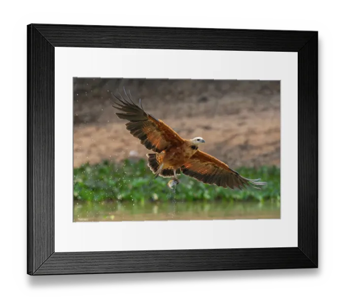 Framed Print : Black-collared hawk (Busarellus nigricollis) in flight over river carrying Red-bellied piranha (Pygocentrus nattereri) prey, Transpantaneira, Pantanal, Mato Grosso, Brazil Framed Print : Black-collared hawk (Busarellus nigricollis) in flight over river carrying Red-bellied piranha (Pygocentrus nattereri) prey, Transpantaneira, Pantanal, Mato Grosso, Brazil
