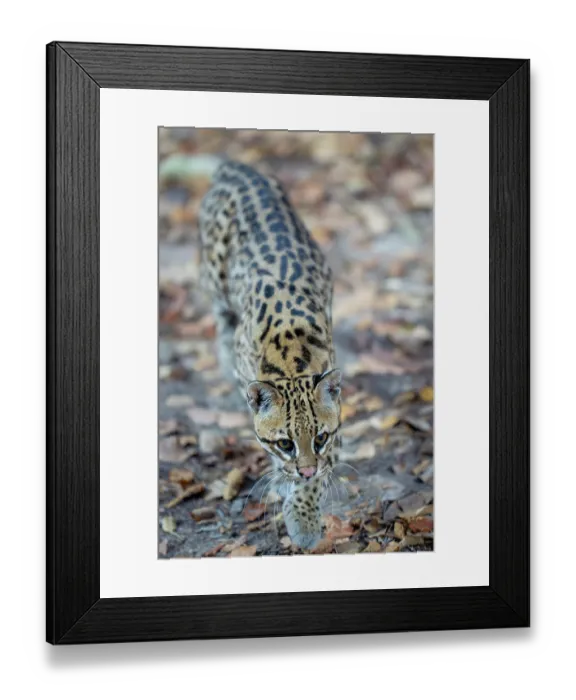 Framed Print : Ocelot (Leopardus pardalis) portrait, Transpantaneira, Pantanal, Mato Grosso, Brazil Framed Print : Ocelot (Leopardus pardalis) portrait, Transpantaneira, Pantanal, Mato Grosso, Brazil