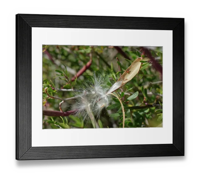 Framed Print : Feathery seeds bursting from a ripe, split-open pod of Silk vine (Periploca laevigata angustifolia), Cabo de Gata-Nijar Natural Park, Almeria, Spain. March Framed Print : Feathery seeds bursting from a ripe, split-open pod of Silk vine (Periploca laevigata angustifolia), Cabo de Gata-Nijar Natural Park, Almeria, Spain. March