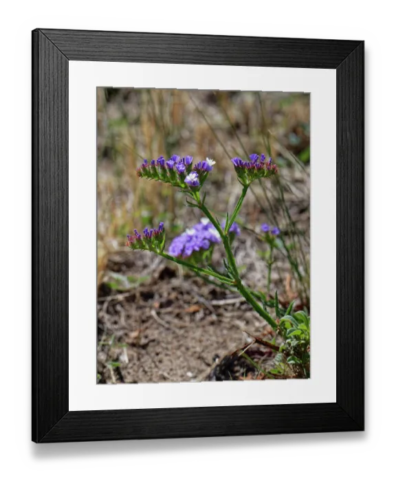 Framed Print : Wavyleaf sea lavender (Limonium sinuatum) flowering, Cabo de Gata-Nijar Natural Park, Almeria, Spain. March Framed Print : Wavyleaf sea lavender (Limonium sinuatum) flowering, Cabo de Gata-Nijar Natural Park, Almeria, Spain. March