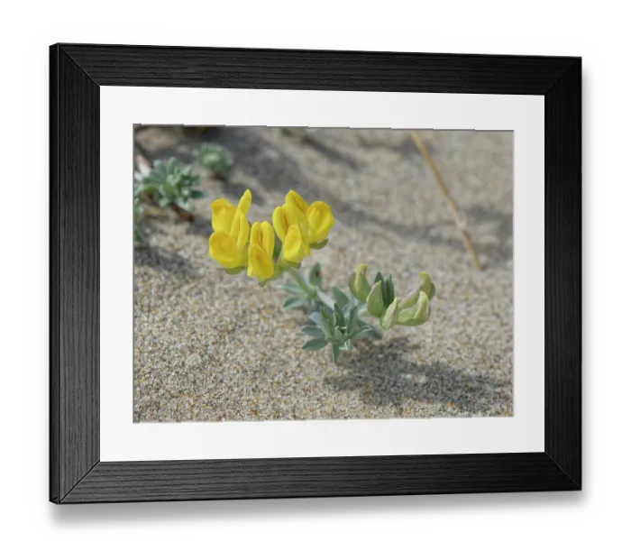 Framed Print : Southern bird's-foot trefoil (Lotus creticus) flowering on sand dunes, Cabo de Gata-Nijar Natural Park, Almeria, Spain. March Framed Print : Southern bird's-foot trefoil (Lotus creticus) flowering on sand dunes, Cabo de Gata-Nijar Natural Park, Almeria, Spain. March