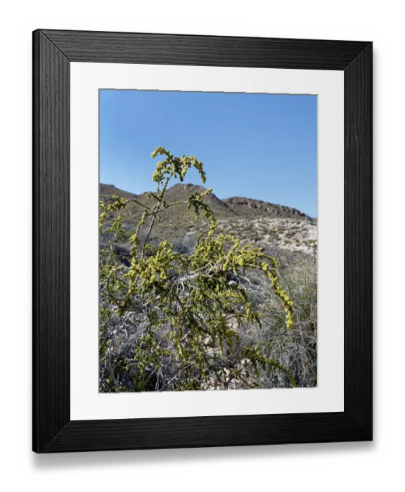 Framed Print : Shaggy sparrow-wort (Thymelaea hirsuta) bush flowering in arid coastal scrubland, Cabo de Gata-Nijar Natural Park, Almeria, Spain. March Framed Print : Shaggy sparrow-wort (Thymelaea hirsuta) bush flowering in arid coastal scrubland, Cabo de Gata-Nijar Natural Park, Almeria, Spain. March