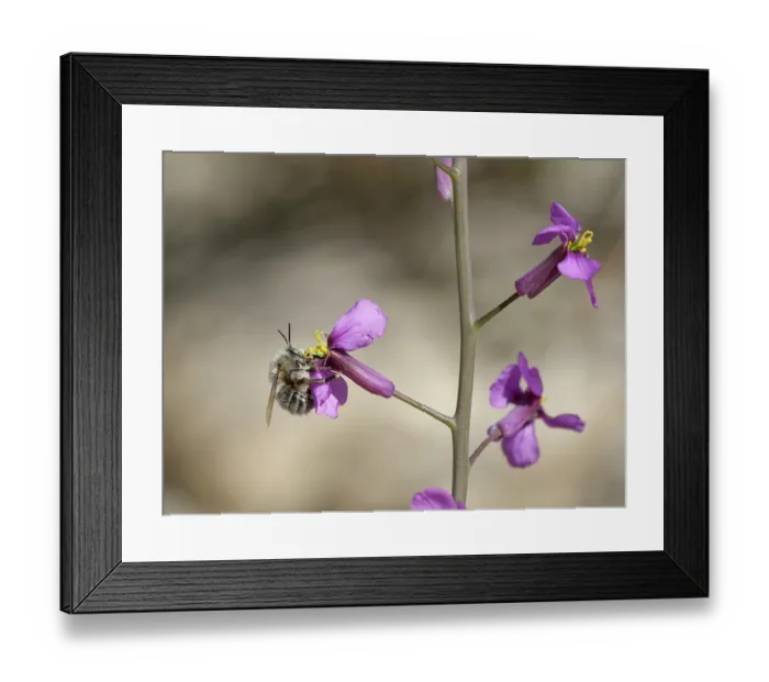Framed Print : Flower bee (Anthophora sp.) visiting a Violet cabbage (Moricandia moricandioides) flower, Yesos de Sorbas Natural Area, Almeria, Spain. March Framed Print : Flower bee (Anthophora sp.) visiting a Violet cabbage (Moricandia moricandioides) flower, Yesos de Sorbas Natural Area, Almeria, Spain. March