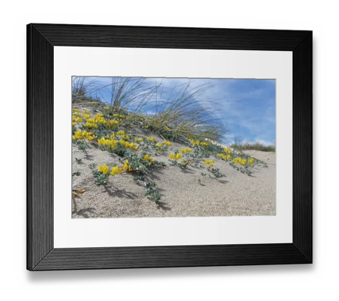 Framed Print : Southern bird's-foot trefoil (Lotus creticus) flowering on sand dunes, Cabo de Gata-Nijar Natural Park, Almeria, Spain. March Framed Print : Southern bird's-foot trefoil (Lotus creticus) flowering on sand dunes, Cabo de Gata-Nijar Natural Park, Almeria, Spain. March
