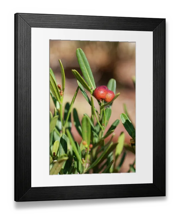 Framed Print : Spurge olive (Cneorum tricoccon) bush with distinctive red fruits in a cluster of three, Cabo de Gata-Nijar Natural Park, Almeria, Spain. March Framed Print : Spurge olive (Cneorum tricoccon) bush with distinctive red fruits in a cluster of three, Cabo de Gata-Nijar Natural Park, Almeria, Spain. March