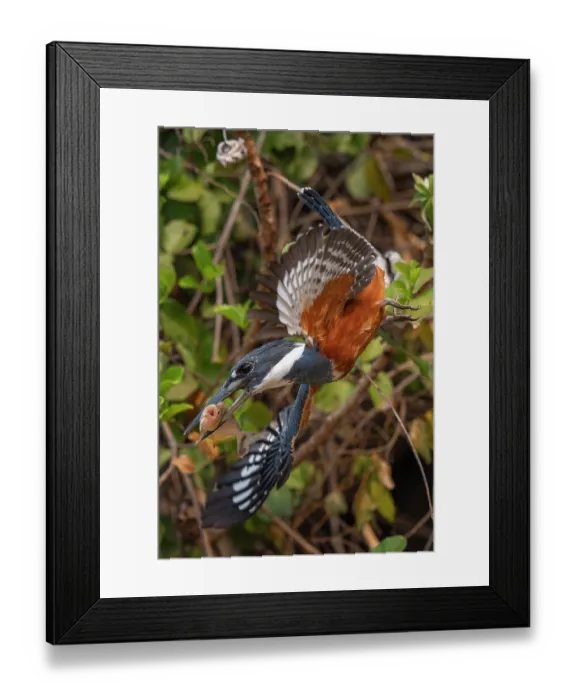 Framed Print : Ringed kingfisher (Megaceryle torquata) in flight with fish prey in beak, Transpantaneira, Pantanal, Mato Grosso, Brazil Framed Print : Ringed kingfisher (Megaceryle torquata) in flight with fish prey in beak, Transpantaneira, Pantanal, Mato Grosso, Brazil