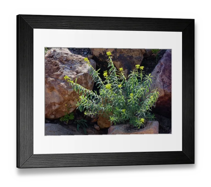 Framed Print : Warty spurge (Euphorbia squamigera) clump flowering, El Arbadinal Botanic Gardens, Rodalquilar, Cabo de Gata-Nijar Natural Park, Almeria, Spain. March Framed Print : Warty spurge (Euphorbia squamigera) clump flowering, El Arbadinal Botanic Gardens, Rodalquilar, Cabo de Gata-Nijar Natural Park, Almeria, Spain. March