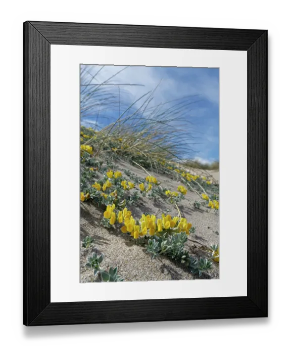 Framed Print : Southern bird's-foot trefoil (Lotus creticus) flowering on sand dunes, Cabo de Gata-Nijar Natural Park, Almeria, Spain. March Framed Print : Southern bird's-foot trefoil (Lotus creticus) flowering on sand dunes, Cabo de Gata-Nijar Natural Park, Almeria, Spain. March