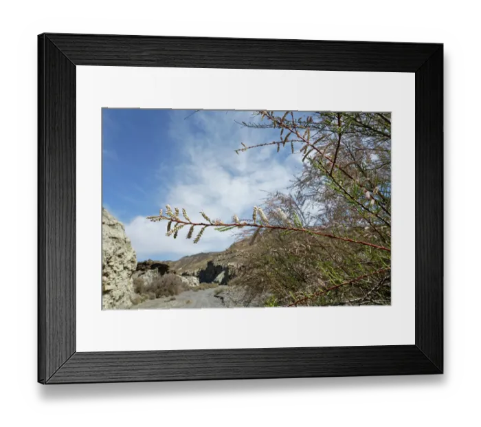 Framed Print : Tamarisk (Tamarix sp.) bush flowering beside a dry river bed in highly arid landscape, Tabernas Desert, Almeria, Spain. March Framed Print : Tamarisk (Tamarix sp.) bush flowering beside a dry river bed in highly arid landscape, Tabernas Desert, Almeria, Spain. March