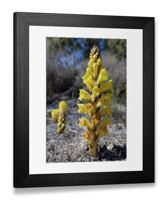 Framed Print : Yellow broomrape (Cistanche phelypaea) in flower, parasitic on Amaranthaceae plants, Yesos de Sorbas Natural Area, Almeria, Spain. March Framed Print : Yellow broomrape (Cistanche phelypaea) in flower, parasitic on Amaranthaceae plants, Yesos de Sorbas Natural Area, Almeria, Spain. March