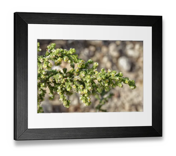 Framed Print : Shaggy sparrow-wort (Thymelaea hirsuta) flowers, Cabo de Gata-Nijar Natural Park, Almeria, Spain. March Framed Print : Shaggy sparrow-wort (Thymelaea hirsuta) flowers, Cabo de Gata-Nijar Natural Park, Almeria, Spain. March