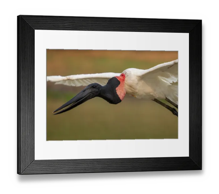 Framed Print : Jabiru stork (Jabiru mycteria) in flight, Rio Pixaim, Transpantaneira, Pantanal, Mato Grosso, Brazil Framed Print : Jabiru stork (Jabiru mycteria) in flight, Rio Pixaim, Transpantaneira, Pantanal, Mato Grosso, Brazil