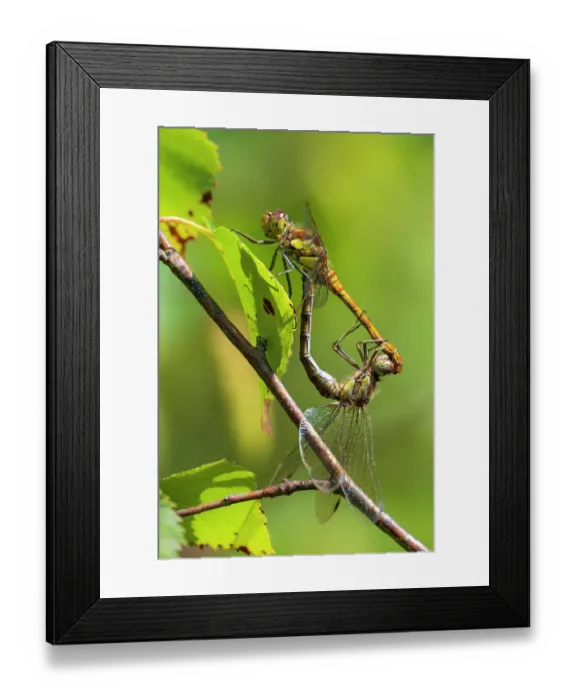 Framed Print : Common darter dragonflies (Sympetrum striolatum) mating pair, Meeth Quarry, Cornwall, England, UK. August Framed Print : Common darter dragonflies (Sympetrum striolatum) mating pair, Meeth Quarry, Cornwall, England, UK. August