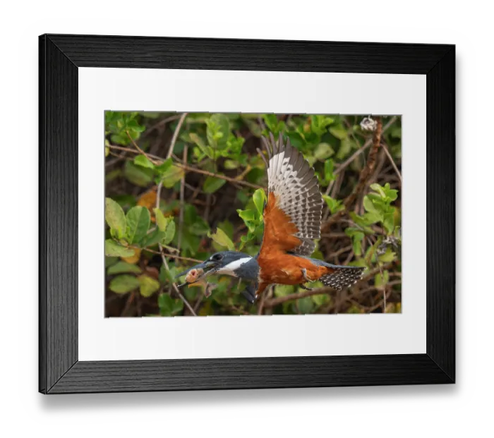 Framed Print : Ringed kingfisher (Megaceryle torquata) in flight with fish prey in beak, Transpantaneira, Pantanal, Mato Grosso, Brazil Framed Print : Ringed kingfisher (Megaceryle torquata) in flight with fish prey in beak, Transpantaneira, Pantanal, Mato Grosso, Brazil