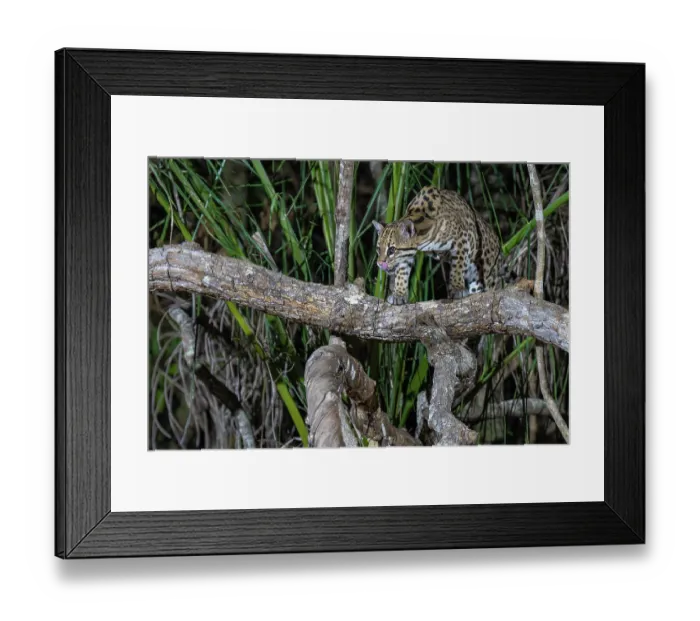 Framed Print : Ocelot (Leopardus pardalis) standing on branch over a river licking its nose, Transpantaneira, Pantanal, Mato Grosso, Brazil Framed Print : Ocelot (Leopardus pardalis) standing on branch over a river licking its nose, Transpantaneira, Pantanal, Mato Grosso, Brazil