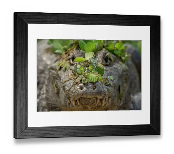 Framed Print : Yacare caiman (Caiman yacare) covered in aquatic plants, head portrait, Transpantaneira, Pantanal, Mato Grosso, Brazil Framed Print : Yacare caiman (Caiman yacare) covered in aquatic plants, head portrait, Transpantaneira, Pantanal, Mato Grosso, Brazil