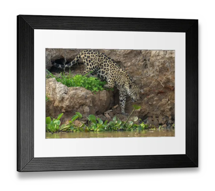 Framed Print : Jaguar (Panthera onca) walking on steep riverbank, Porto Jofre - Rio Cuiaba, Pantanal, Mato Grosso, Brazil