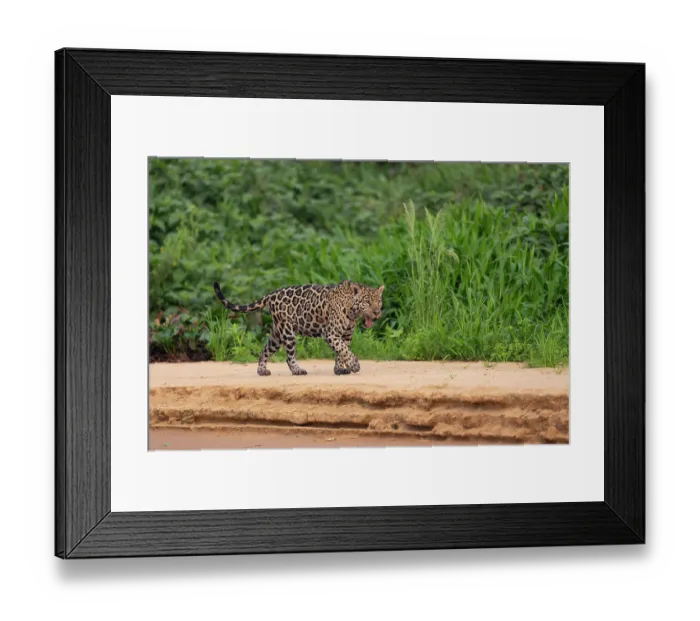 Framed Print : Jaguar (Panthera onca) walking along sandy riverbank, Porto Jofre - Rio Cuiaba, Pantanal, Mato Grosso, Brazil Framed Print : Jaguar (Panthera onca) walking along sandy riverbank, Porto Jofre - Rio Cuiaba, Pantanal, Mato Grosso, Brazil