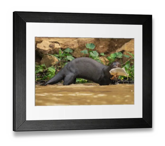 Framed Print : Giant otter (Pteronura brasiliensis) standing in shallow water with Piranha prey in mouth, Rio Cuiaba, Pantanal, Mato Grosso, Brazil. Endangered Framed Print : Giant otter (Pteronura brasiliensis) standing in shallow water with Piranha prey in mouth, Rio Cuiaba, Pantanal, Mato Grosso, Brazil. Endangered