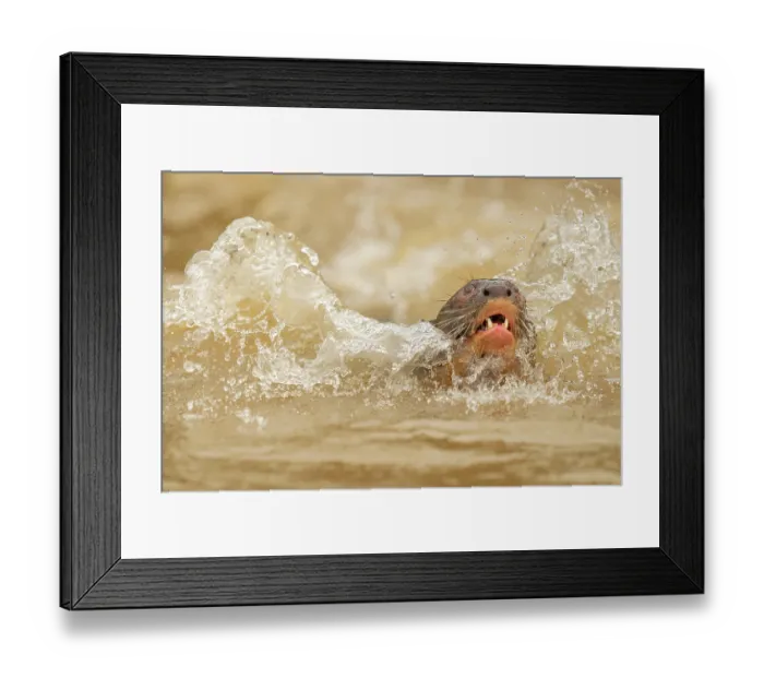 Framed Print : Giant otter (Pteronura brasiliensis) swimming in river, Rio Cuiaba, Pantanal, Mato Grosso, Brazil Framed Print : Giant otter (Pteronura brasiliensis) swimming in river, Rio Cuiaba, Pantanal, Mato Grosso, Brazil