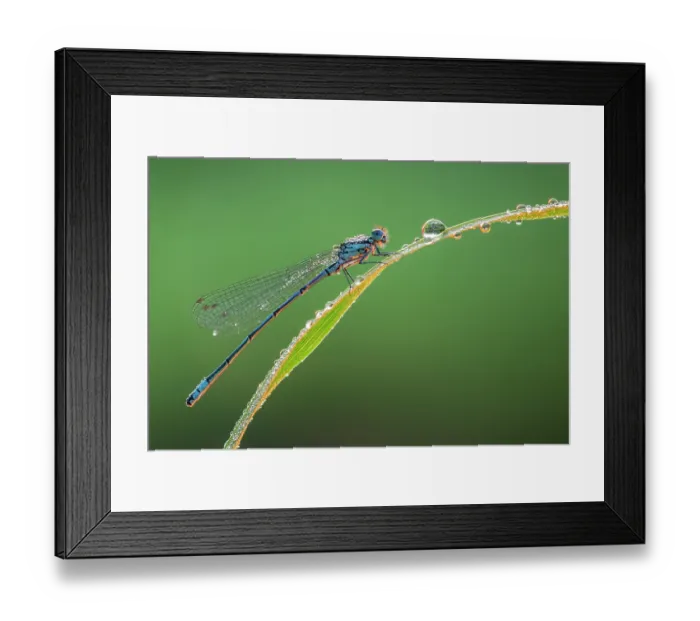 Framed Print : Azure damselfly (Coenagrion puella) male, resting on blade of grass covered in dew in early morning light, Broxwater, North Cornwall, England, UK. May Framed Print : Azure damselfly (Coenagrion puella) male, resting on blade of grass covered in dew in early morning light, Broxwater, North Cornwall, England, UK. May