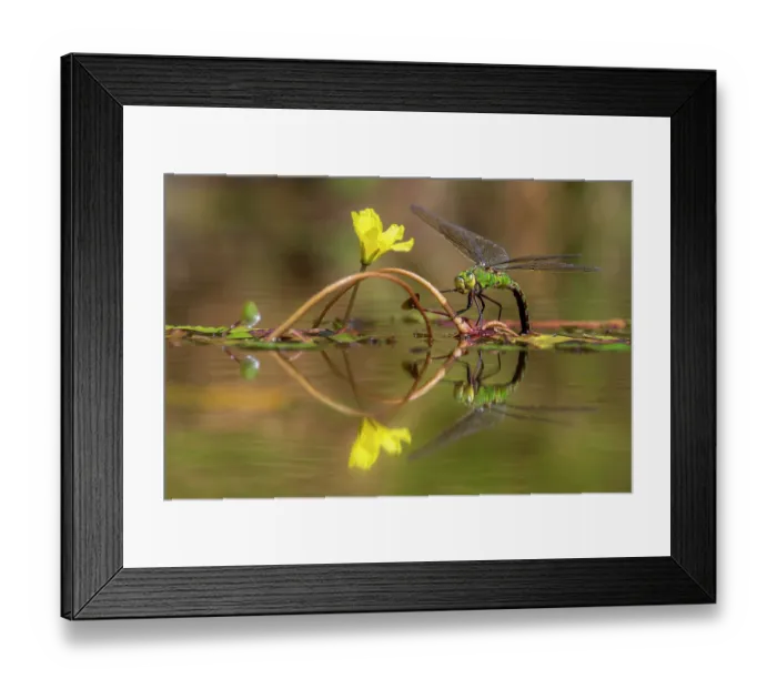 Framed Print : Emperor dragonfly (Anax imperator) female, ovipositing in pond, Cornwall, England, UK. July Framed Print : Emperor dragonfly (Anax imperator) female, ovipositing in pond, Cornwall, England, UK. July