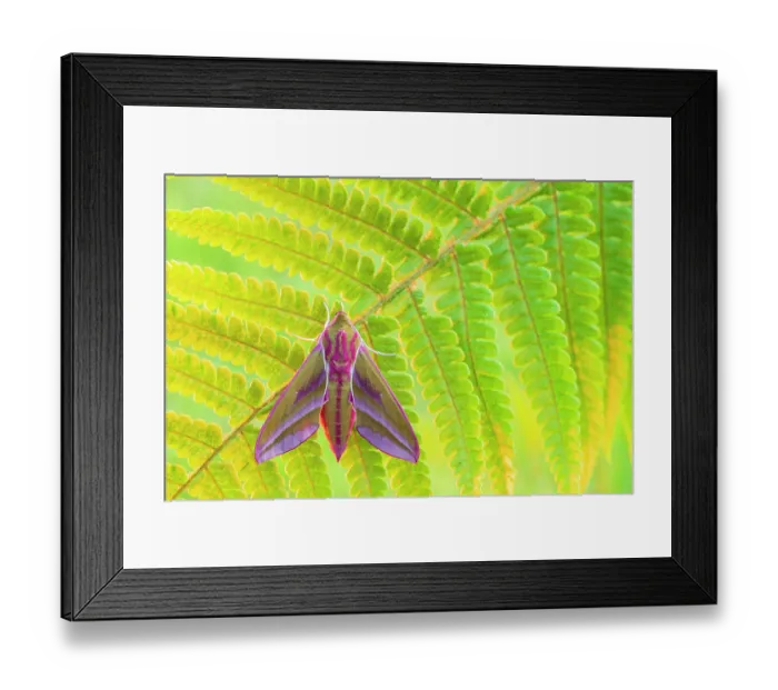 Framed Print : Elephant hawk moth (Deilephila elpenor) resting on a backlit fern, Broxwater, Cornwall, England, UK. June