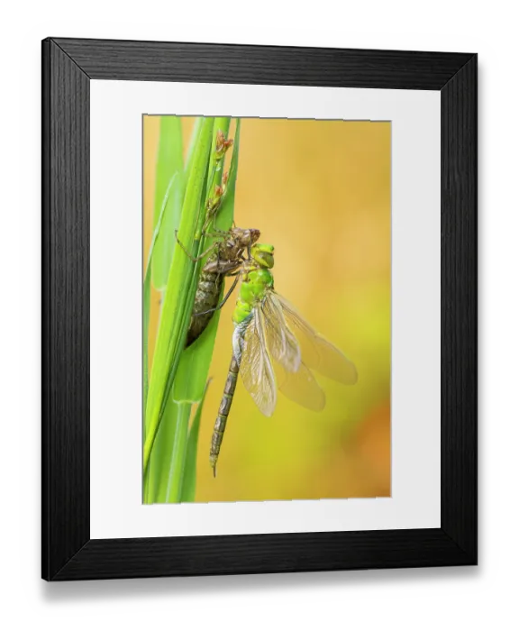 Framed Print : Emperor dragonfly (Anax imperator) with exuvia, drying its wings after emerging, Broxwater, Cornwall, England, UK. June