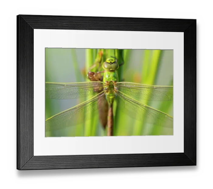 Framed Print : Emperor dragonfly (Anax imperator) with exuvia, drying its wings after emerging, Broxwater, Cornwall, England, UK. June Framed Print : Emperor dragonfly (Anax imperator) with exuvia, drying its wings after emerging, Broxwater, Cornwall, England, UK. June