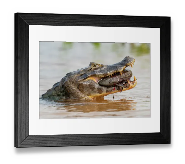 Framed Print : Yacare caiman (Caiman yacare) in river swallowing Snow pleaco, (Pterygoplichthys anisitsi) prey, Rio Cuiaba, Pantanal, Mato Grosso, Brazil