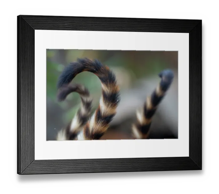 Framed Print : Three Coatis (Nasua nasua) tail detail, Transpantaneira, Pantanal, Mato Grosso, Brazil Framed Print : Three Coatis (Nasua nasua) tail detail, Transpantaneira, Pantanal, Mato Grosso, Brazil