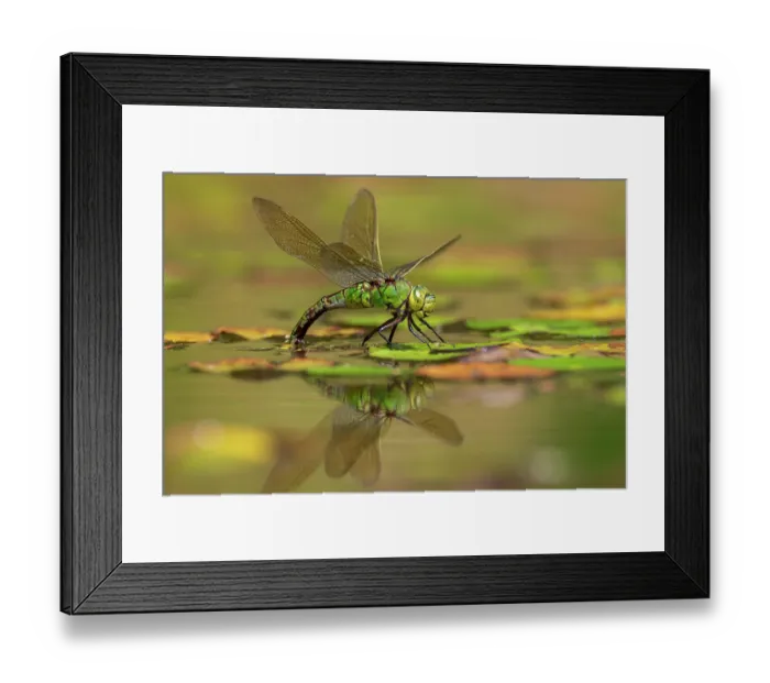 Framed Print : Emperor dragonfly (Anax imperator) female, ovipositing in pond, Cornwall, England, UK. July Framed Print : Emperor dragonfly (Anax imperator) female, ovipositing in pond, Cornwall, England, UK. July