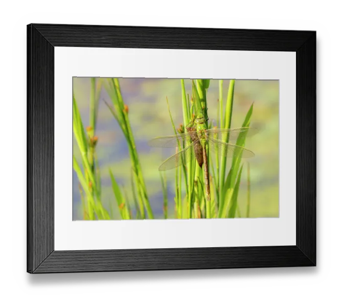 Framed Print : Emperor dragonfly (Anax imperator) with exuvia, drying its wings after emerging, Broxwater, Cornwall, England, UK. June