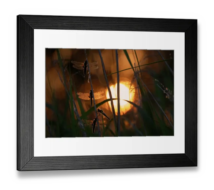 Framed Print : Group of Four-spotted chaser dragonflies (Libellula quadrimaculata) roosting, silhouetted at sunset, Ham Wall RSPB Nature reserve, Somerset, England, UK. May