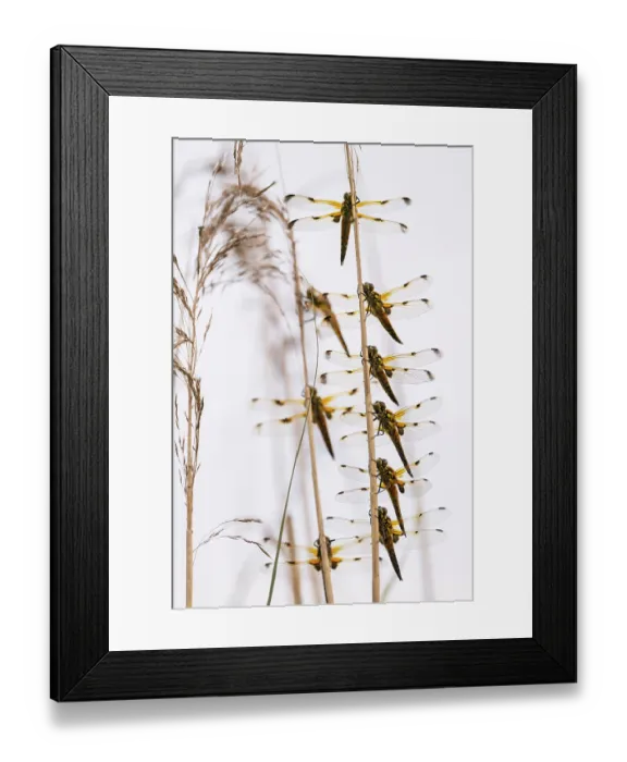 Framed Print : Group of Four-spotted chaser dragonflies (Libellula quadrimaculata) roosting together, Ham Wall RSPB Nature reserve, Somerset, England, UK. June Framed Print : Group of Four-spotted chaser dragonflies (Libellula quadrimaculata) roosting together, Ham Wall RSPB Nature reserve, Somerset, England, UK. June