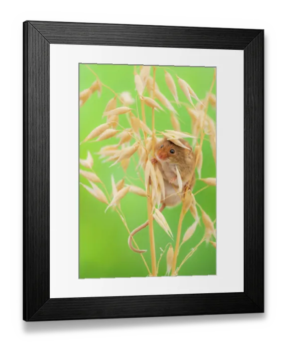 Framed Print : Harvest mouse (Micromys minutus) among oats, Lifton, Devon, England, UK. July. Captive Framed Print : Harvest mouse (Micromys minutus) among oats, Lifton, Devon, England, UK. July. Captive