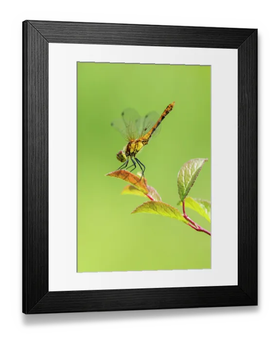 Framed Print : Ruddy darter (Sympetrum sanguineum) female, resting in obelisk position - to prevent overheating on hot days, Wicken Fen, Cambridgeshire, England, UK. June Framed Print : Ruddy darter (Sympetrum sanguineum) female, resting in obelisk position - to prevent overheating on hot days, Wicken Fen, Cambridgeshire, England, UK. June
