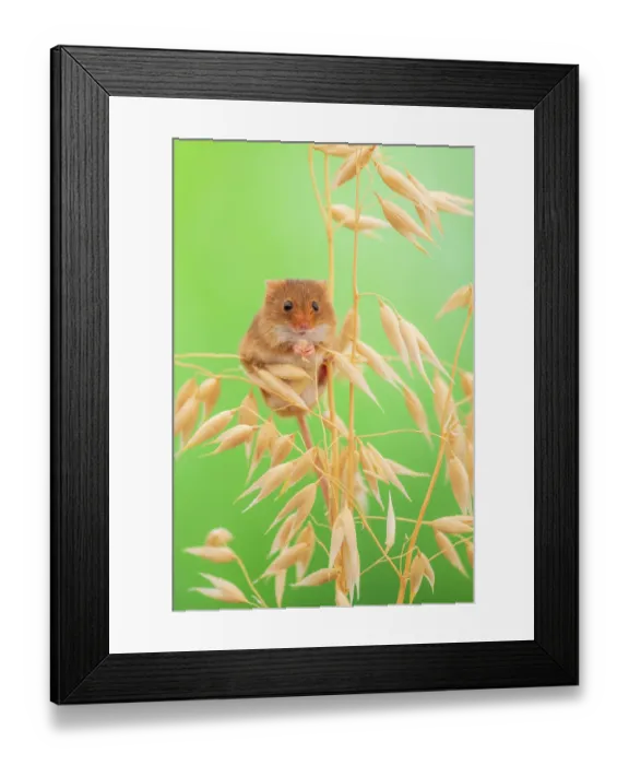 Framed Print : Harvest mouse (Micromys minutus) among oats, Lifton, Devon, England, UK. July. Captive Framed Print : Harvest mouse (Micromys minutus) among oats, Lifton, Devon, England, UK. July. Captive