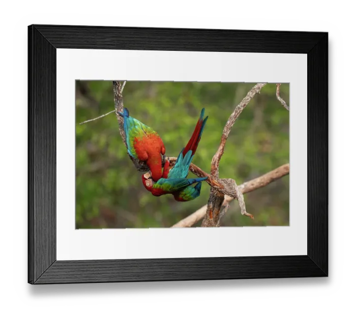 Framed Print : Two Red-and-green macaws (Ara chloropterus) perched on branch interacting, Burracvo dfas Araras, Pantanal, Mato Grosso do Sul, Brazil Framed Print : Two Red-and-green macaws (Ara chloropterus) perched on branch interacting, Burracvo dfas Araras, Pantanal, Mato Grosso do Sul, Brazil