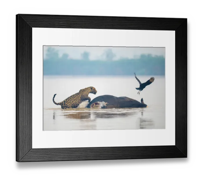 Framed Print : Jaguar (Panthera onca) and Vulture (Coragyps sp.) approaching domestic Buffalo carcass floating in a river, Porto Jofre - Rio Cuiaba, Pantanal, Mato Grosso, Brazil Framed Print : Jaguar (Panthera onca) and Vulture (Coragyps sp.) approaching domestic Buffalo carcass floating in a river, Porto Jofre - Rio Cuiaba, Pantanal, Mato Grosso, Brazil