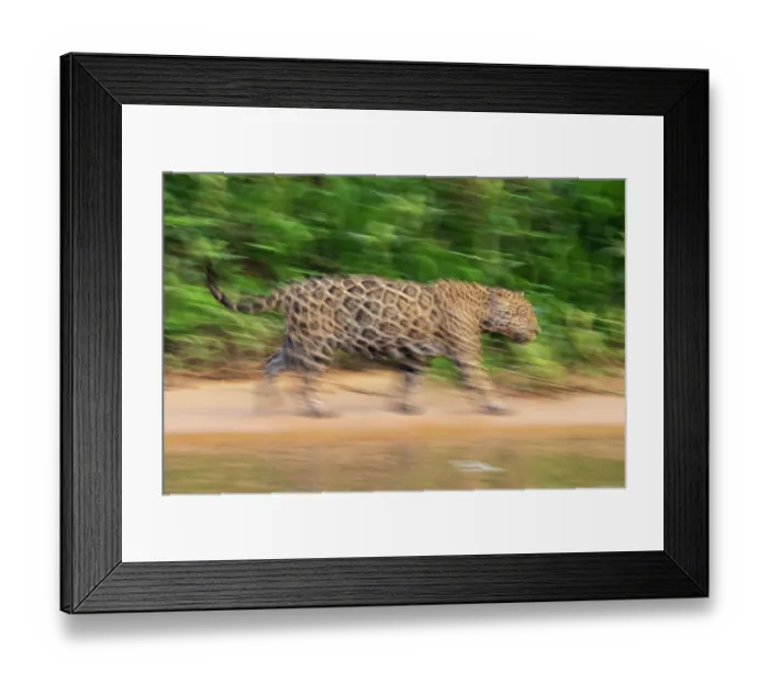 Framed Print : RF - Jaguar (Panthera onca) walking along sandy riverbank, Porto Jofre - Rio Cuiaba, Pantanal, Mato Grosso, Brazil Framed Print : RF - Jaguar (Panthera onca) walking along sandy riverbank, Porto Jofre - Rio Cuiaba, Pantanal, Mato Grosso, Brazil