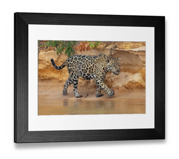 Framed Print : RF - Jaguar (Panthera onca) walking along sandy riverbank, Porto Jofre - Rio Cuiaba, Pantanal, Mato Grosso, Brazil Framed Print : RF - Jaguar (Panthera onca) walking along sandy riverbank, Porto Jofre - Rio Cuiaba, Pantanal, Mato Grosso, Brazil