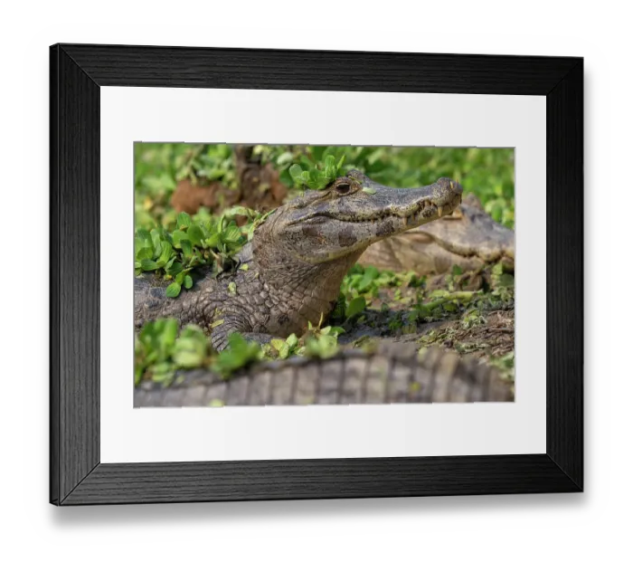 Framed Print : RF - Yacare caiman (Caiman yacare) resting on riverbank, Transpantaneira, Pantanal, Mato Grosso, Brazil. (This image may be licensed either as rights managed or royalty free.) Framed Print : RF - Yacare caiman (Caiman yacare) resting on riverbank, Transpantaneira, Pantanal, Mato Grosso, Brazil. (This image may be licensed either as rights managed or royalty free.)