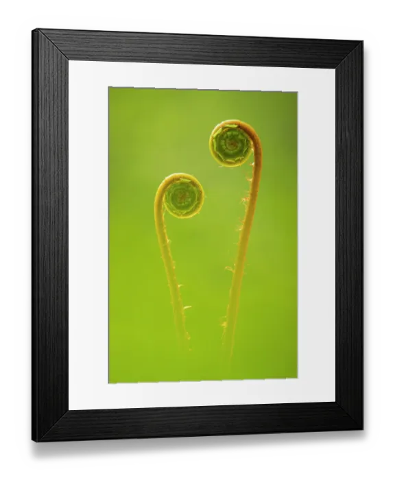 Framed Print : Hard fern (Blechnum spicant) two backlit fiddleheads unfurling, Marsland, Cornwall, England, UK. May Framed Print : Hard fern (Blechnum spicant) two backlit fiddleheads unfurling, Marsland, Cornwall, England, UK. May