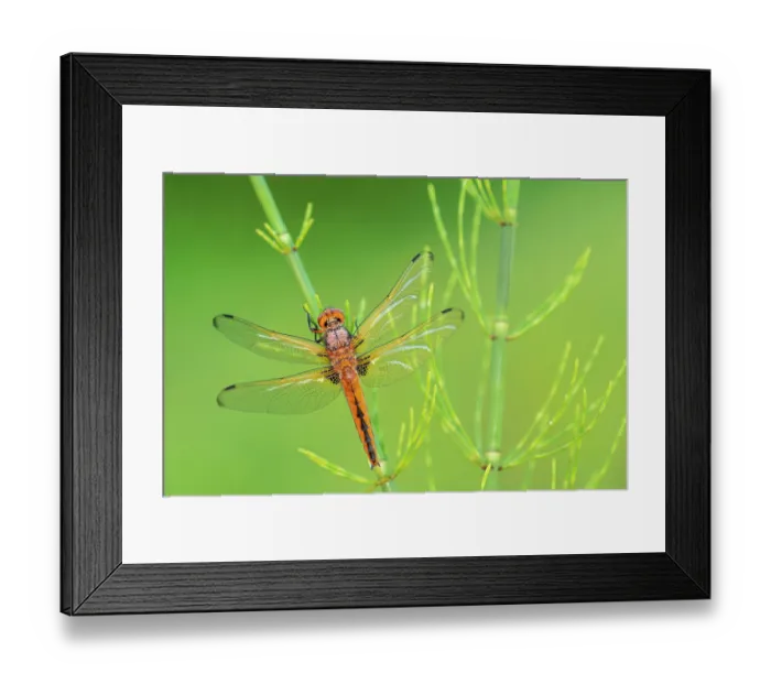 Framed Print : Scarce chaser dragonfly (Libellula fulva) female, resting on Common horsetail (Equisetum arvense), Lower Tamar Lake, Cornwall, England, UK. June Framed Print : Scarce chaser dragonfly (Libellula fulva) female, resting on Common horsetail (Equisetum arvense), Lower Tamar Lake, Cornwall, England, UK. June